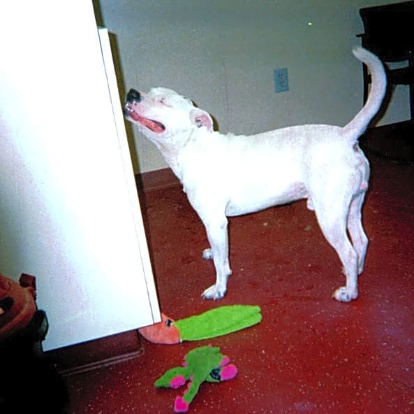 Photo of Goose