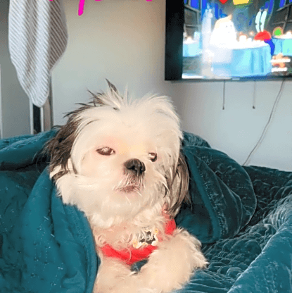 Photo of Daisy