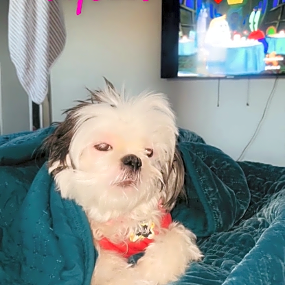 Photo of Daisy