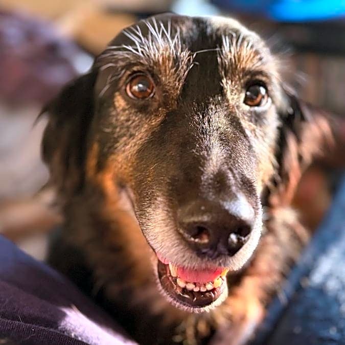 Photo of Pita