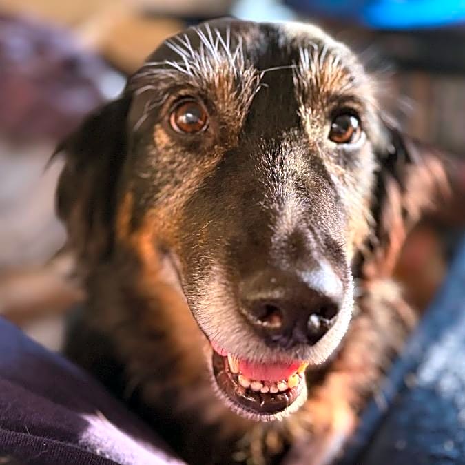 Photo of Pita