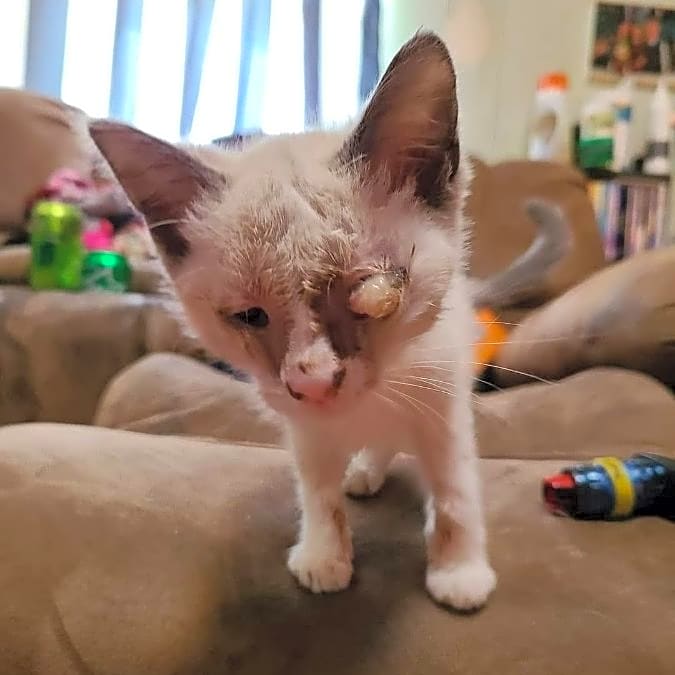 Photo of Tiny One