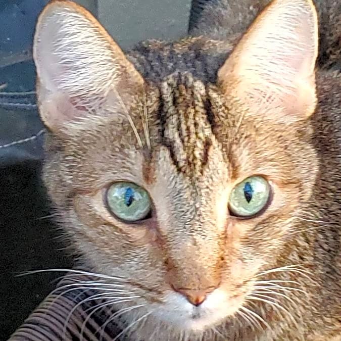 Photo of Gizmo