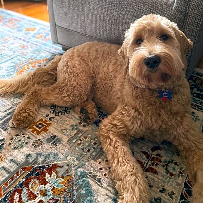 Photo of Archie