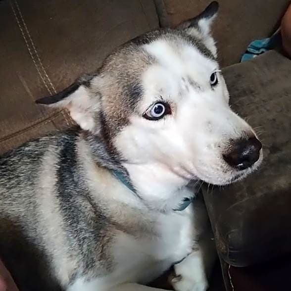 Photo of Sage