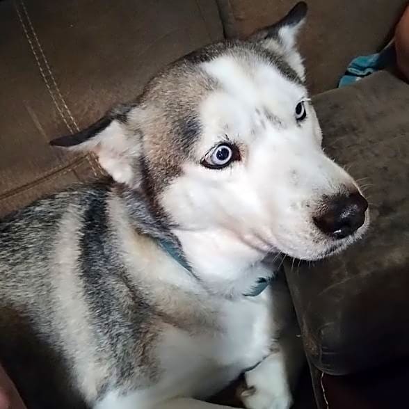 Photo of Sage