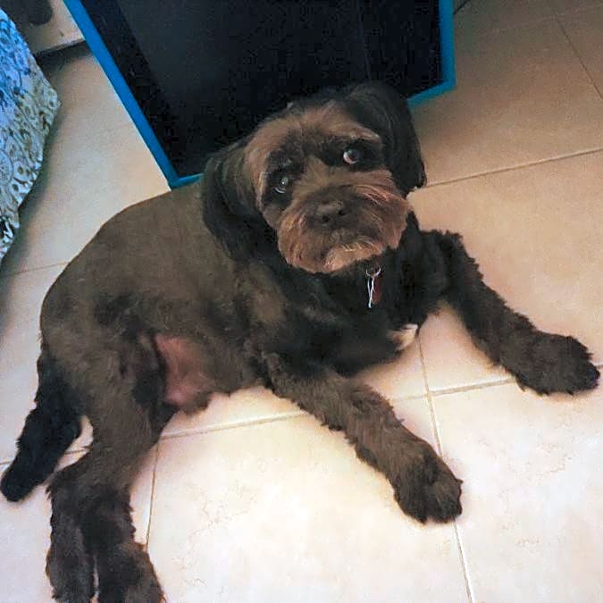 Photo of Chewie