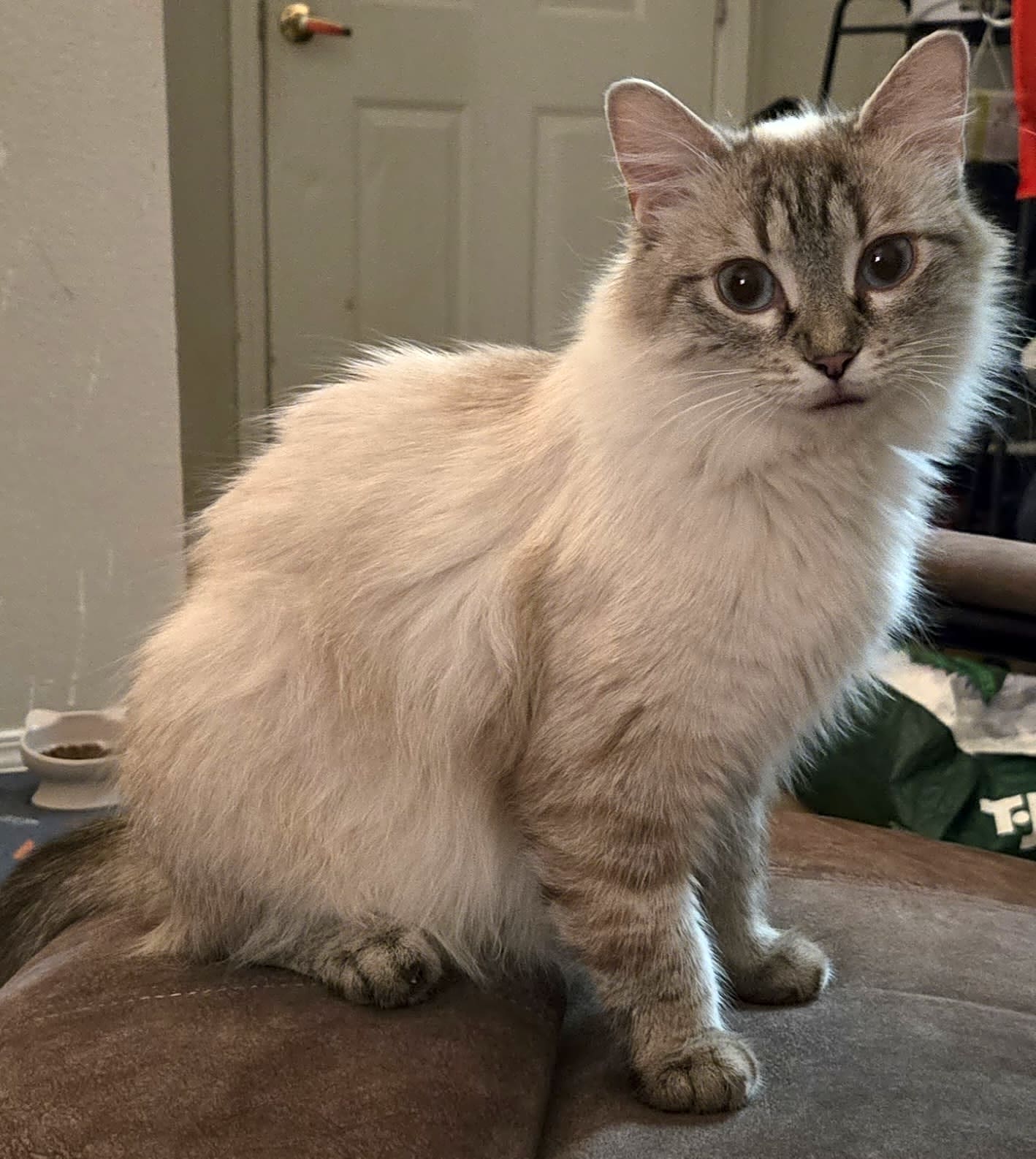 Photo of Tails