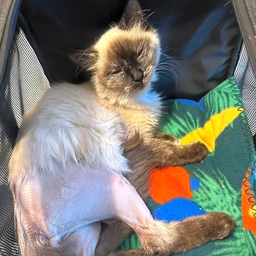 Photo of Opal