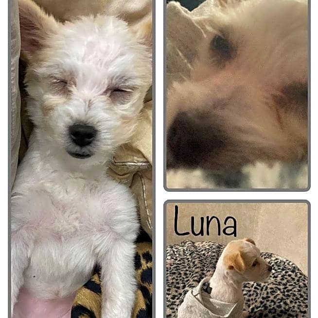 Photo of Luna