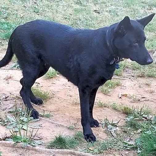 Photo of Shadow