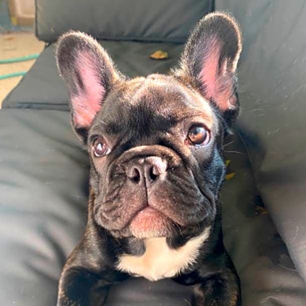 Photo of Kofi