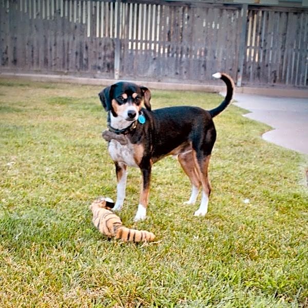 Photo of Benji