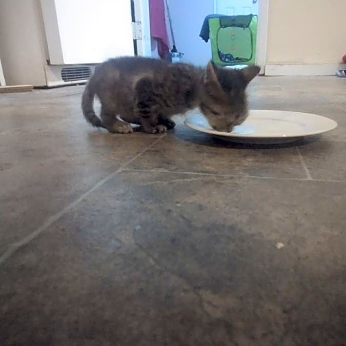 Photo of Piper
