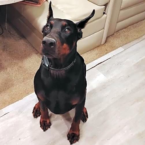 Photo of Achilles