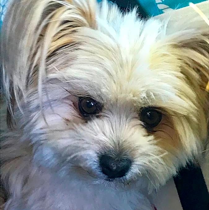 Photo of Lilikoi "Lili"