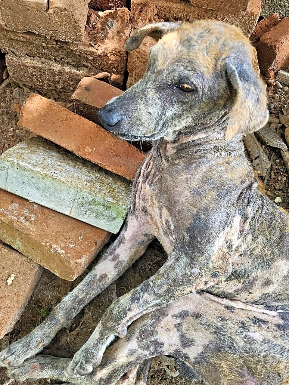 Photo of Kaina