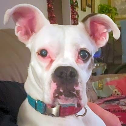 Photo of Georgie