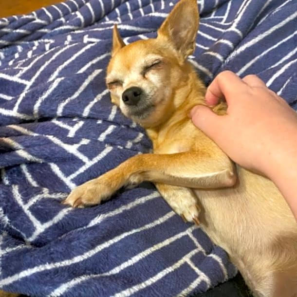 Photo of Foxy