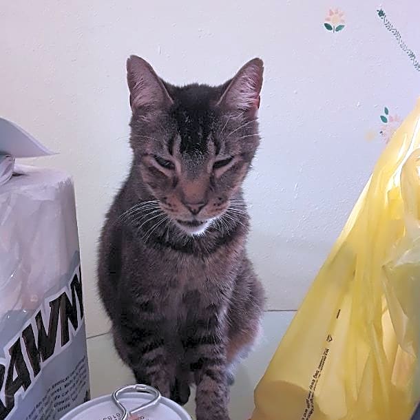 Photo of pepper