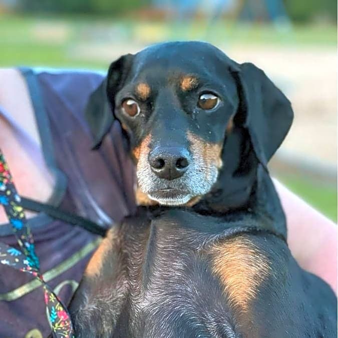 Photo of Lilly