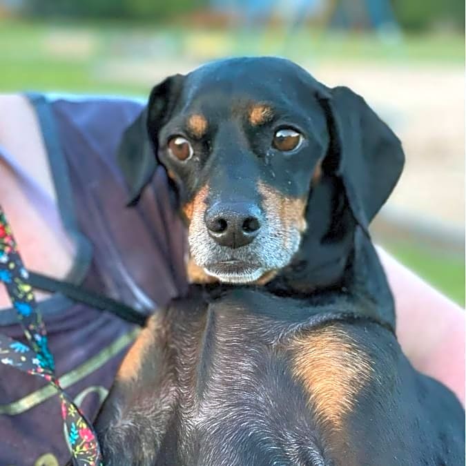 Photo of Lilly