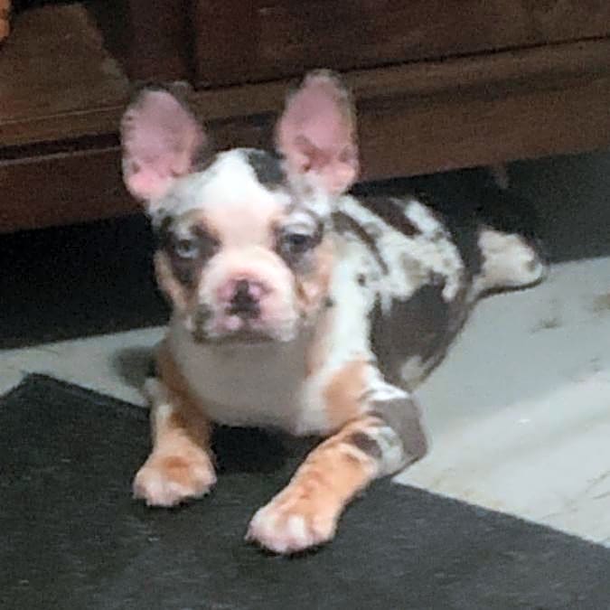 Photo of Daisy