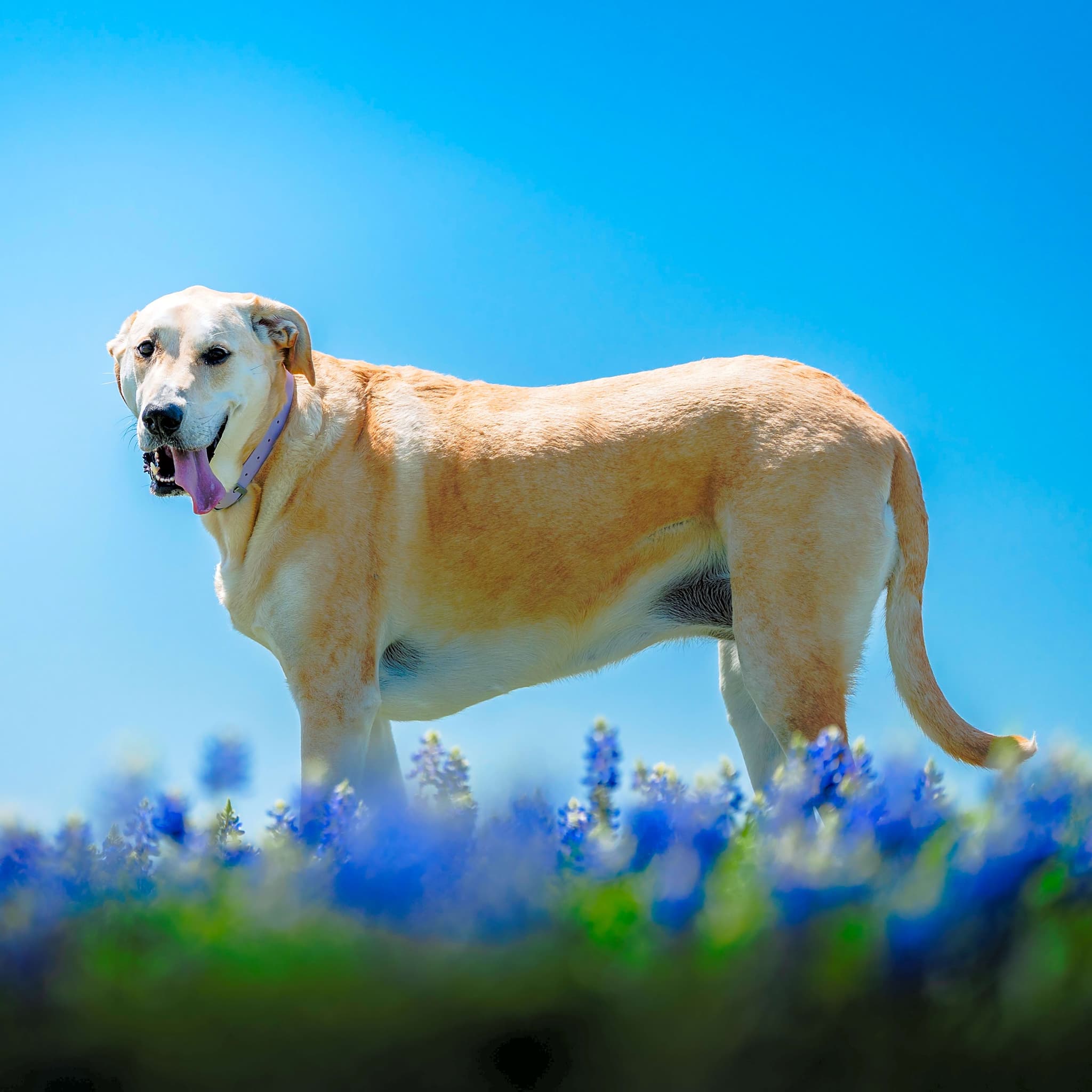 Photo of Roxy