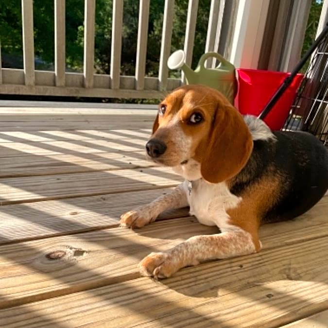 Photo of Teddy