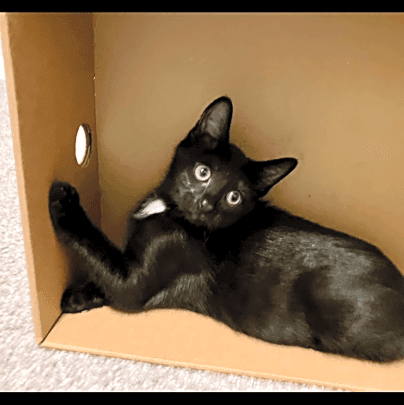 Photo of Blueberry
