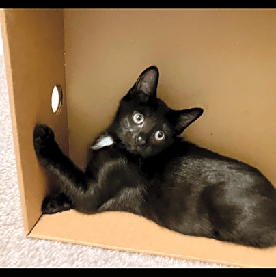 Photo of Blueberry