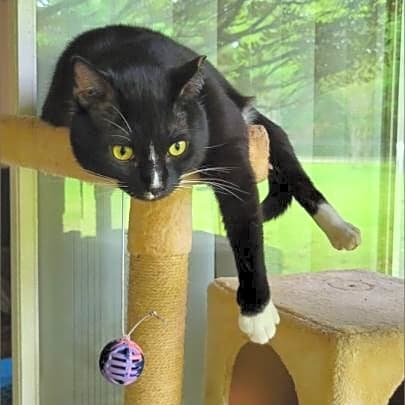 Photo of Tux