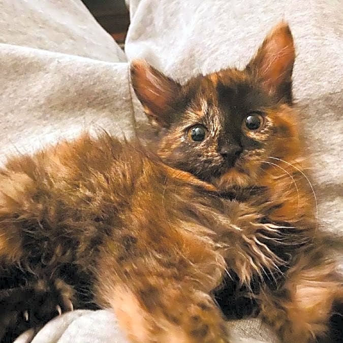 Photo of Luna