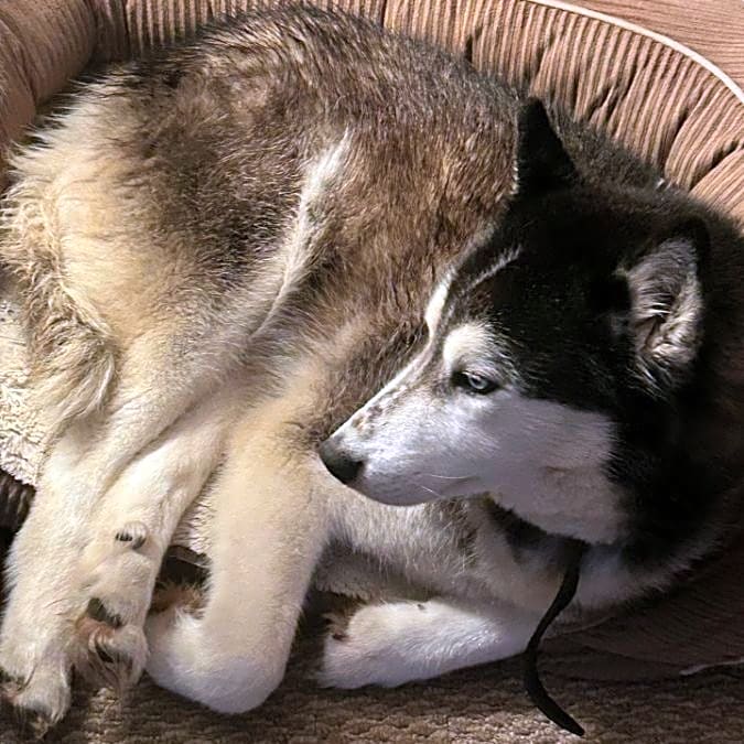 Photo of Beau