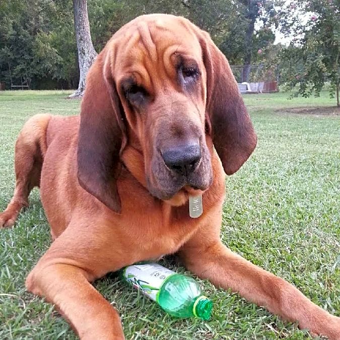 Photo of Odie
