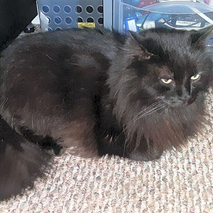 Photo of Luna