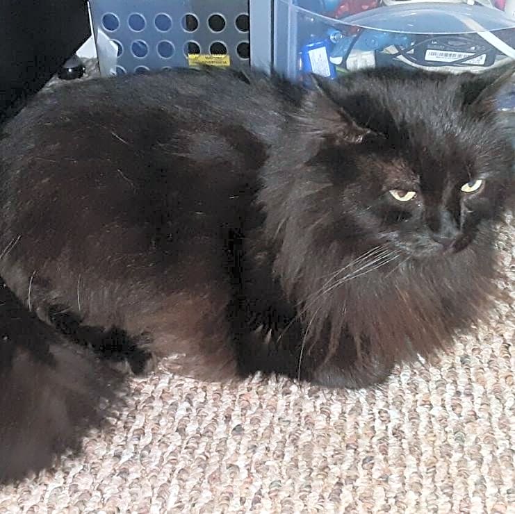 Photo of Luna