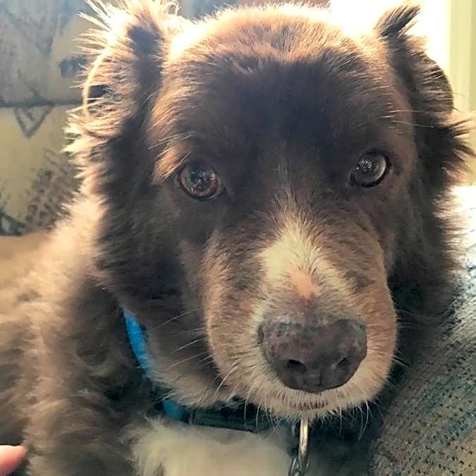 Photo of Rocky