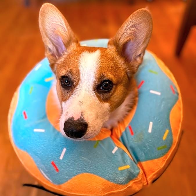 Photo of Winston