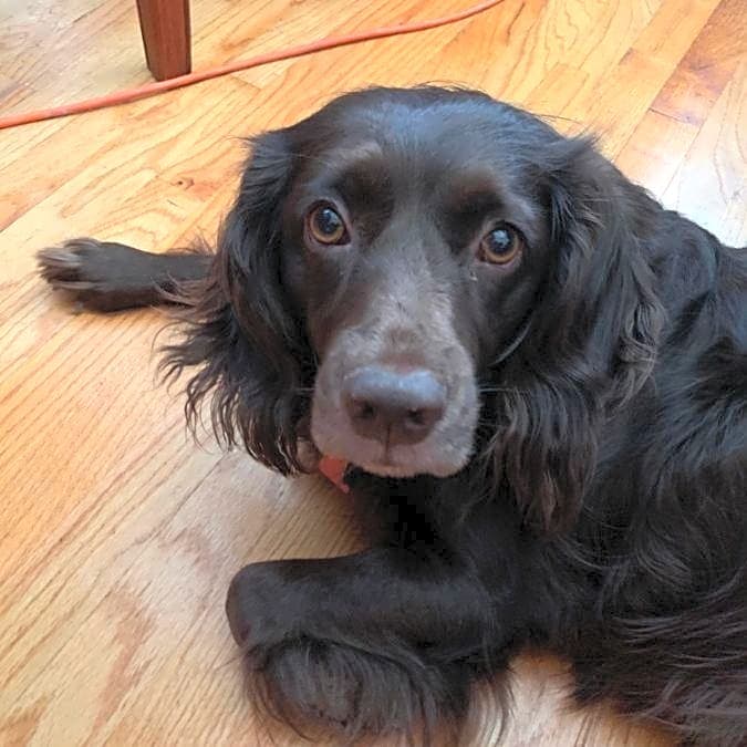 Photo of Chewy