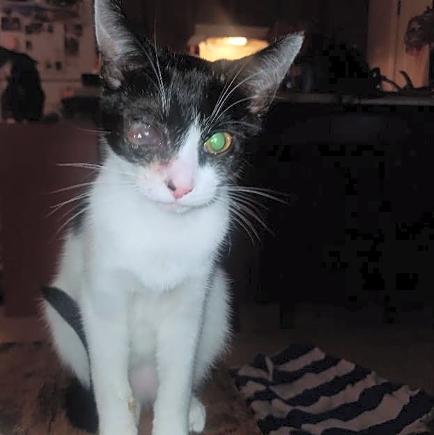 Photo of Zim