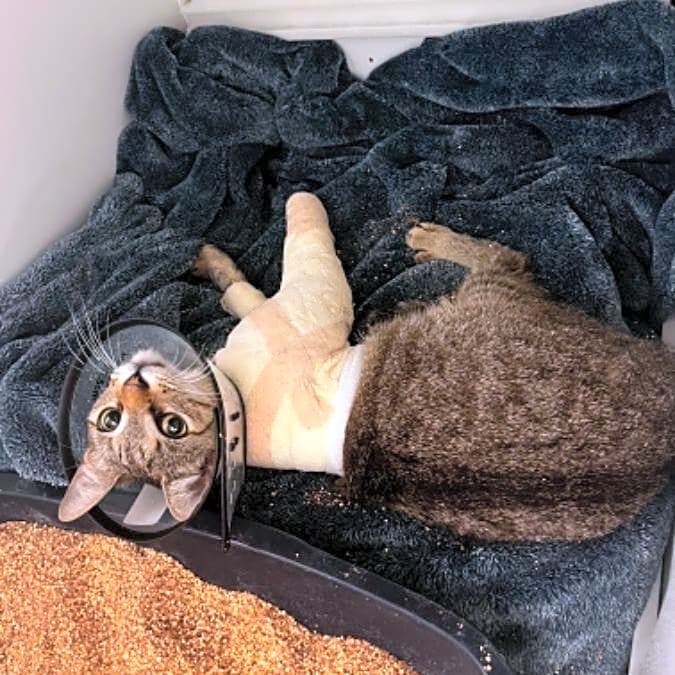 Photo of Luna
