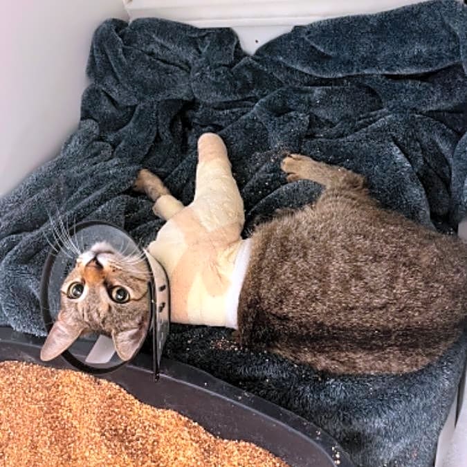 Photo of Luna