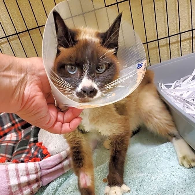 Photo of Stray needs help