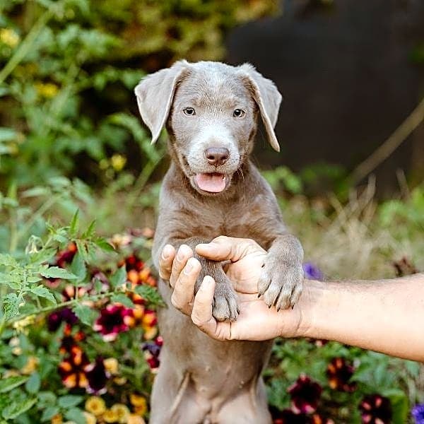 Photo of Willow