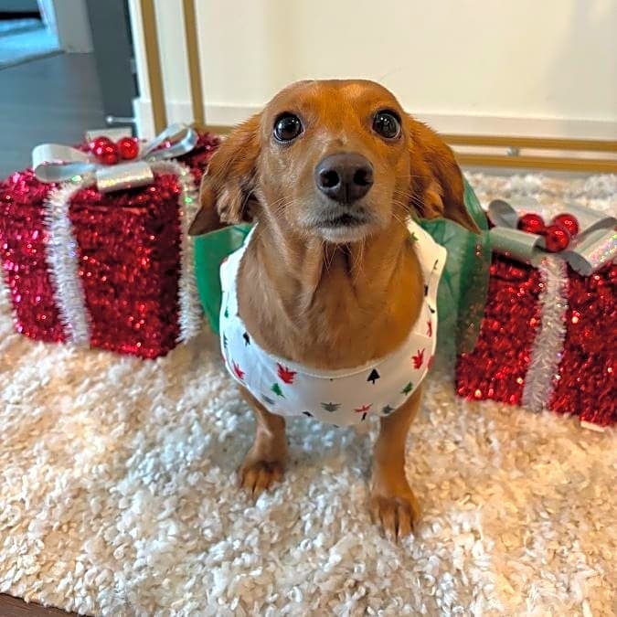 Photo of Muffin