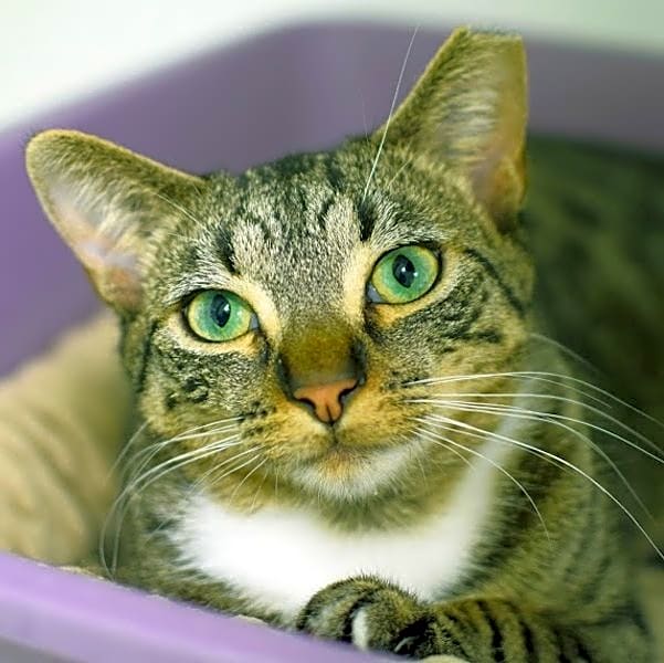 Photo of Bronx