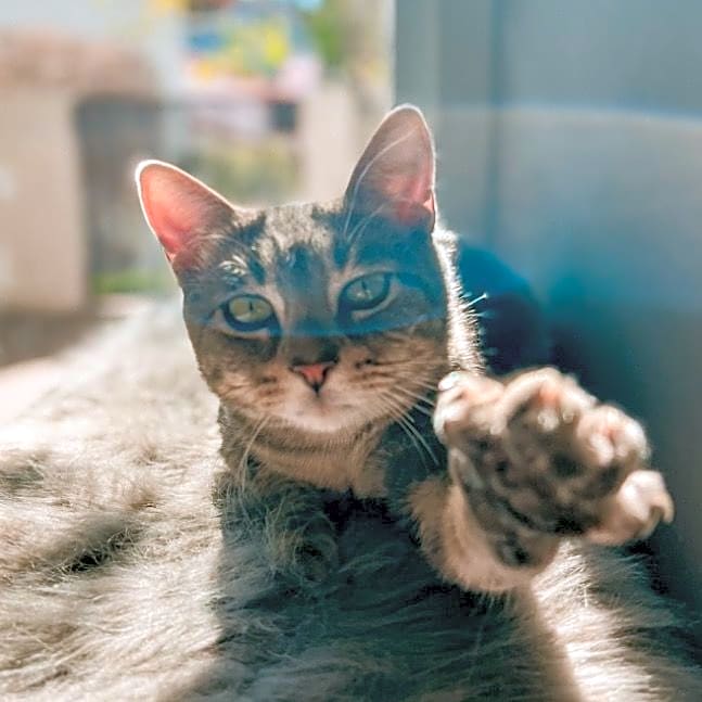 Photo of Ashe