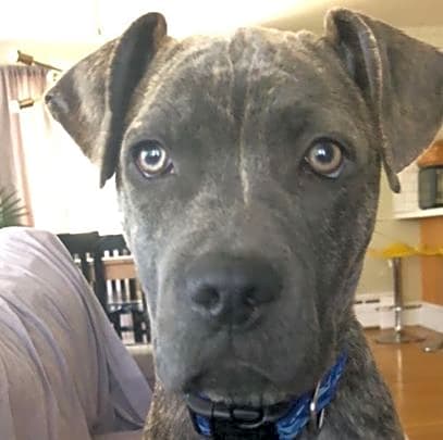 Photo of Ace