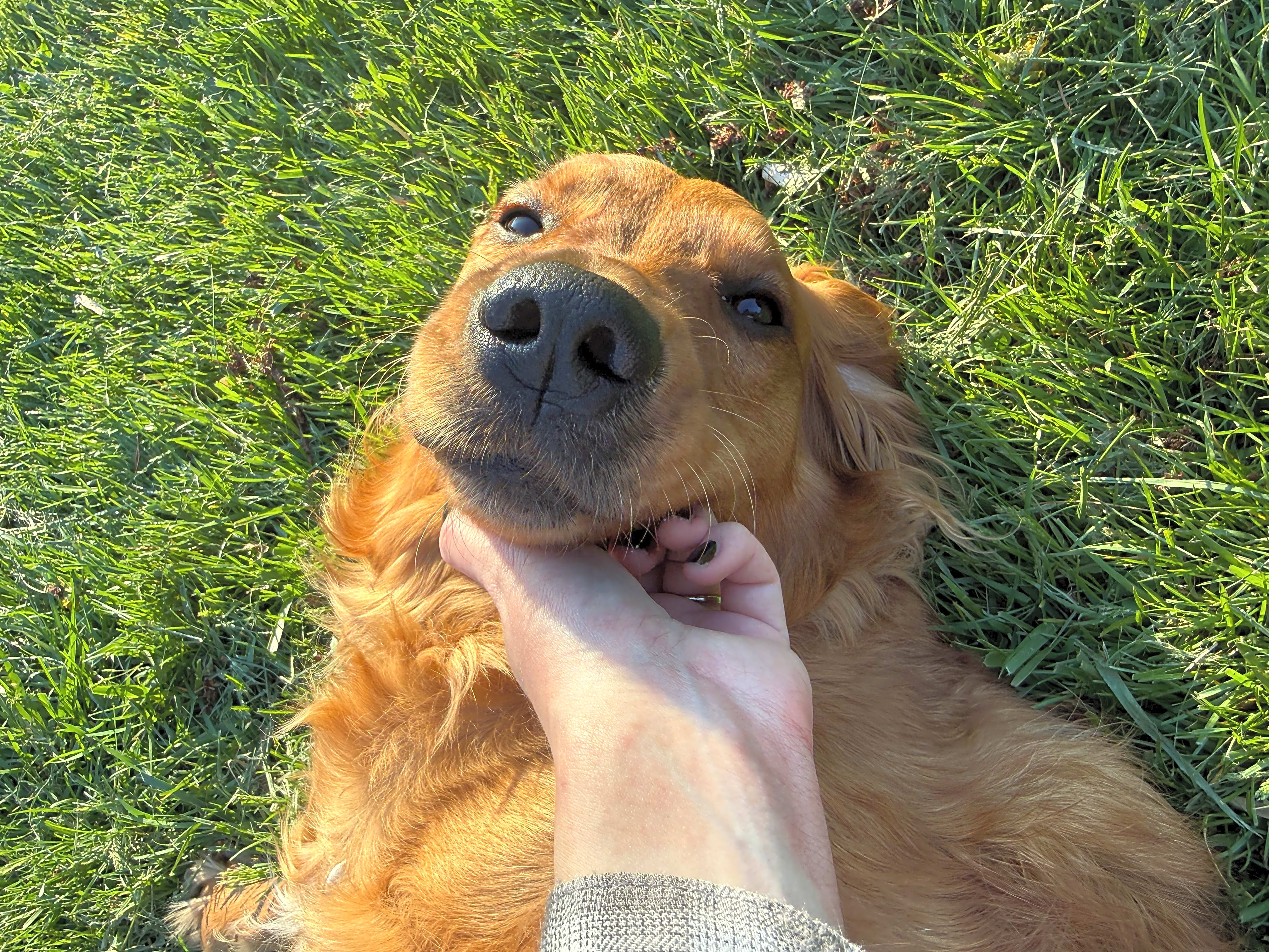 Photo of Maple